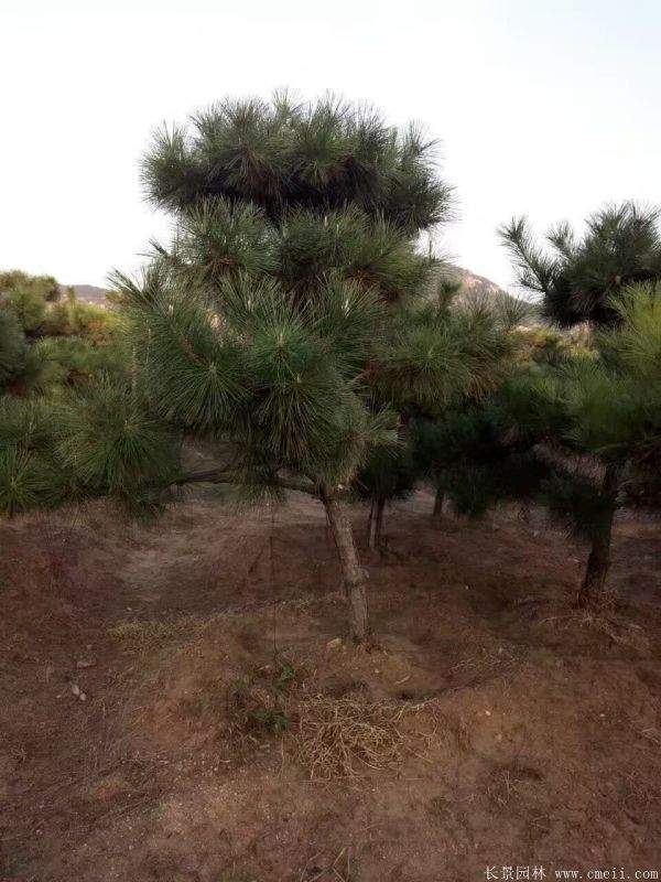 沭陽2-8公分直徑的黑松樹 沭陽2-8公分直徑的黑松樹