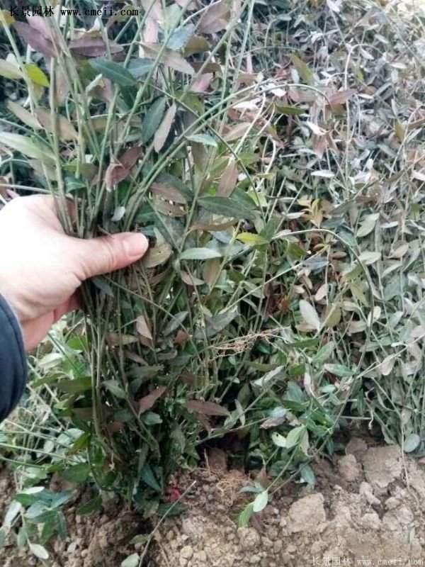 沭陽(yáng)扶芳藤價(jià)格