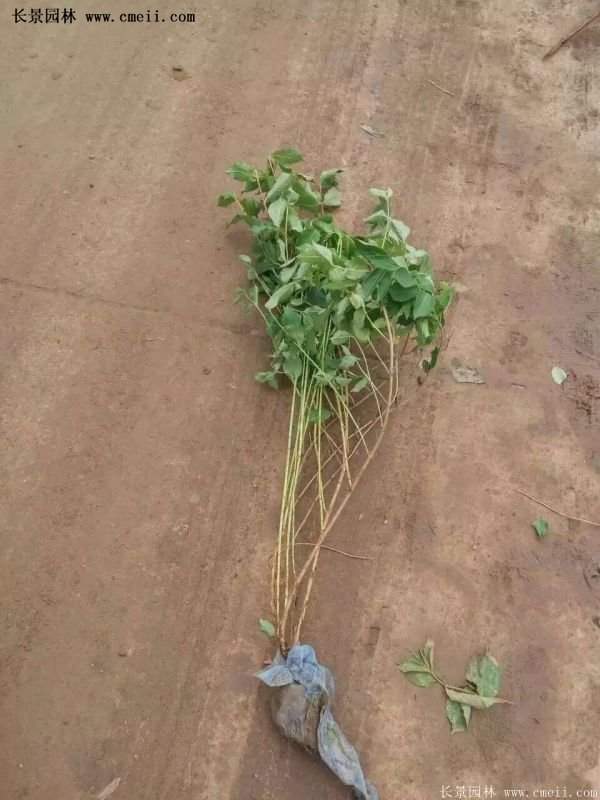 沭陽紅王子錦帶苗