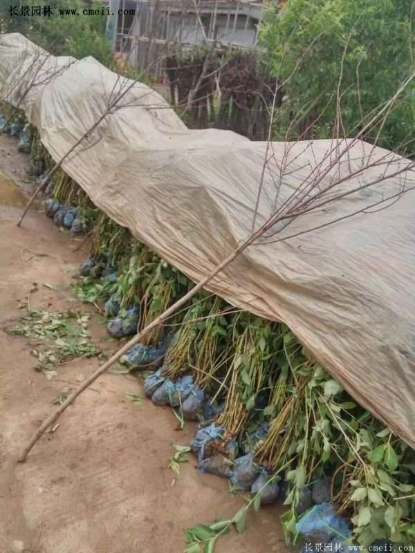 沭陽紅王子錦帶苗