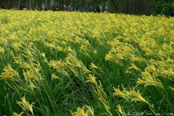 耐熱耐寒，花期超長的金娃娃萱草