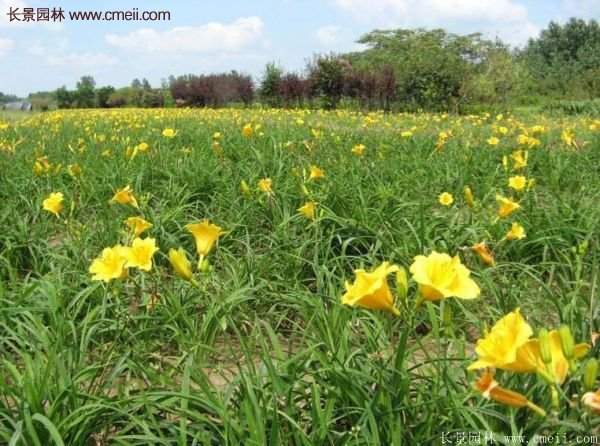 金娃娃萱草多少錢一棵？