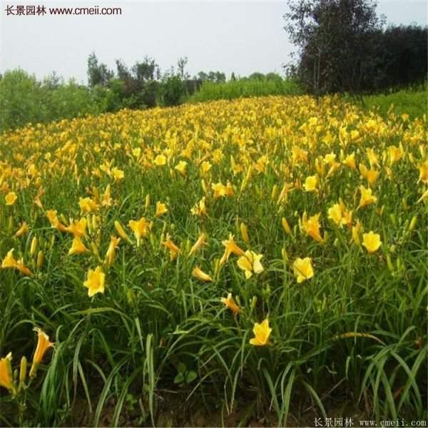 金娃娃萱草多少錢一棵？