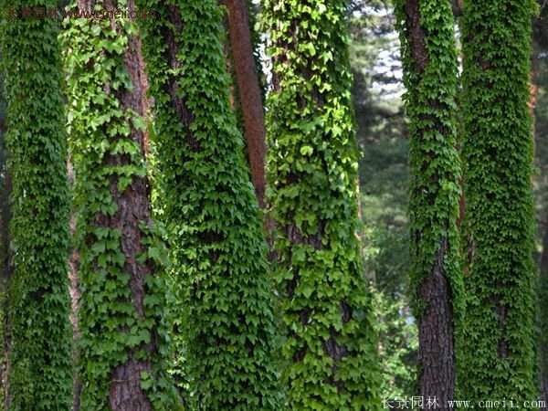 爬山虎一株多少錢？