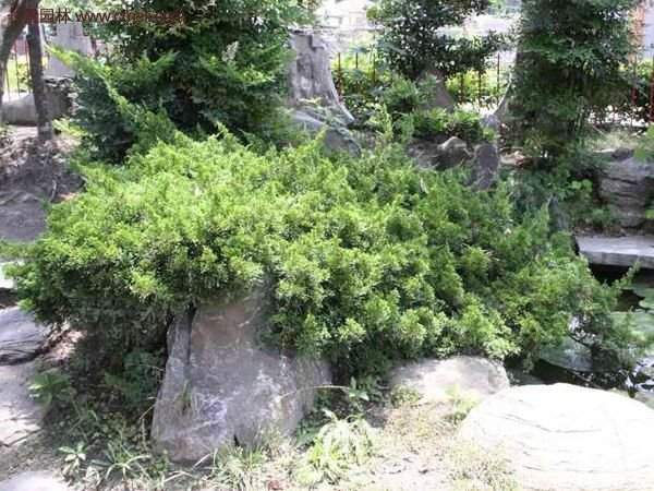 沭陽地柏