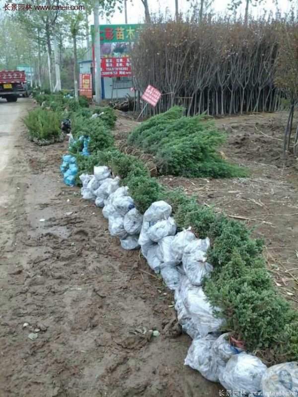 沭陽地柏苗的價格