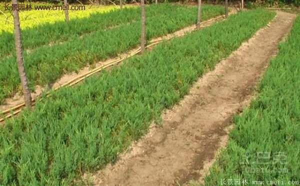 沭陽爬地柏