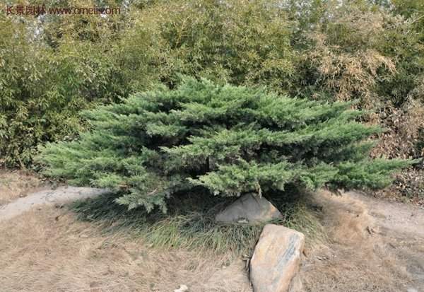 沭陽沙地柏基地