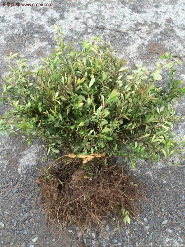 沭陽火棘苗、火棘球