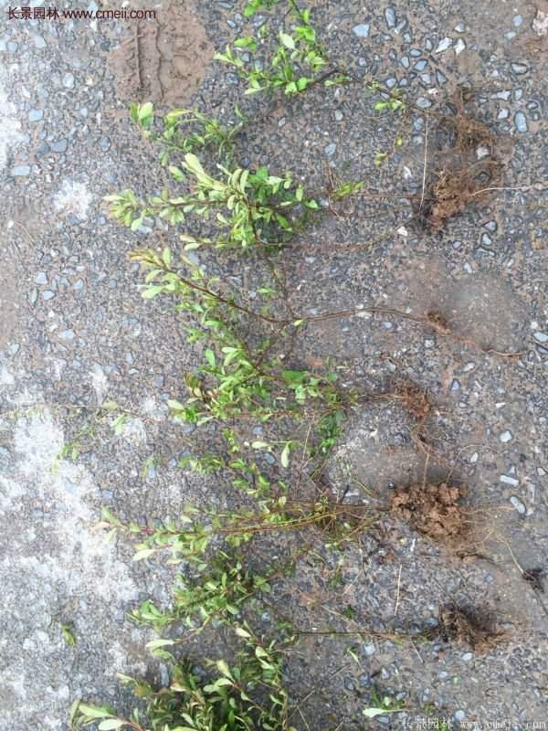 沭陽火棘苗、火棘球