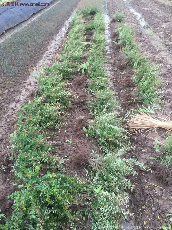 沭陽火棘苗、火棘球