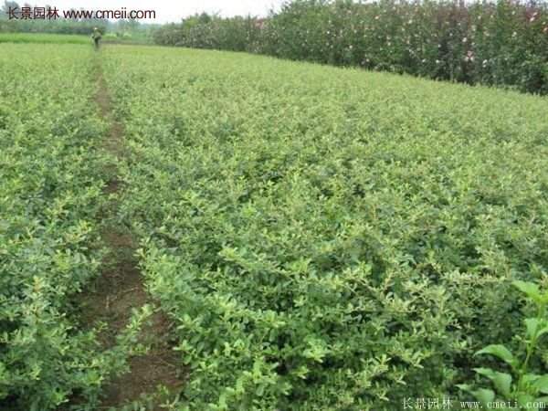 沭陽火棘苗、火棘球