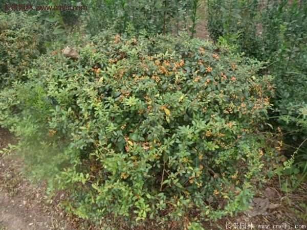 沭陽火棘苗、火棘球