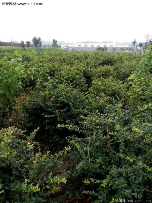 沭陽火棘苗、火棘球