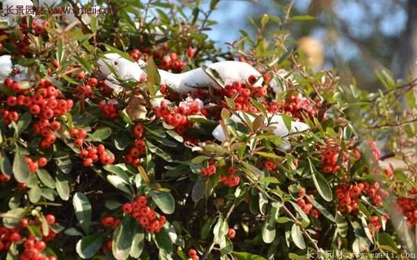 沭陽火棘苗、火棘球