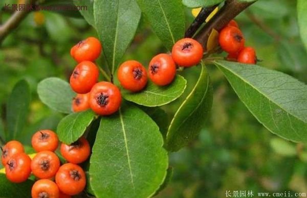 沭陽火棘苗、火棘球