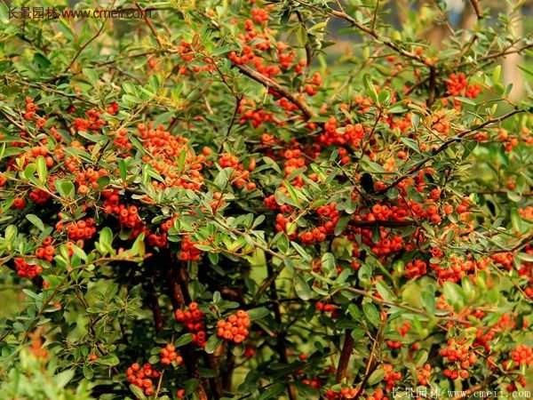 沭陽火棘苗、火棘球