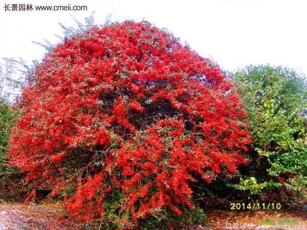 沭陽火棘苗、火棘球