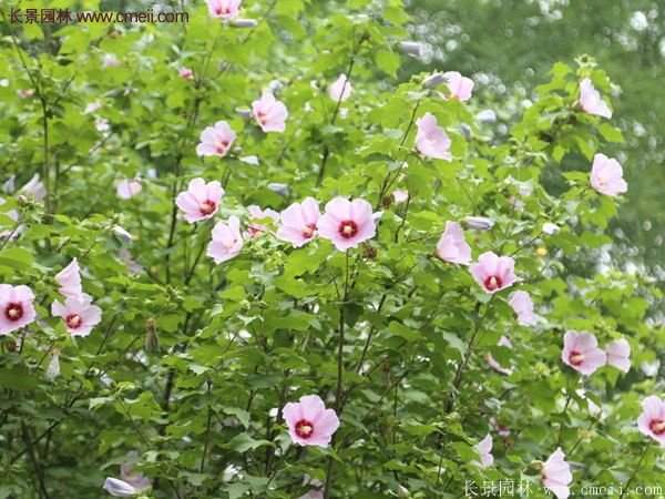 木槿花苗