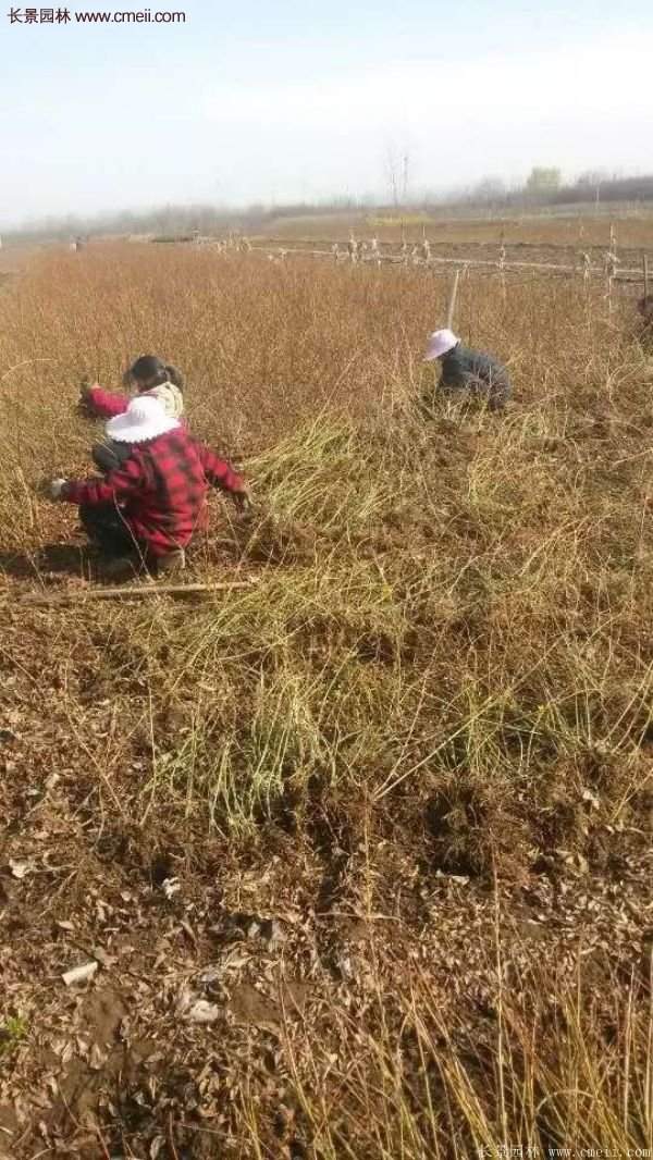 沭陽連翹苗 沭陽連翹苗