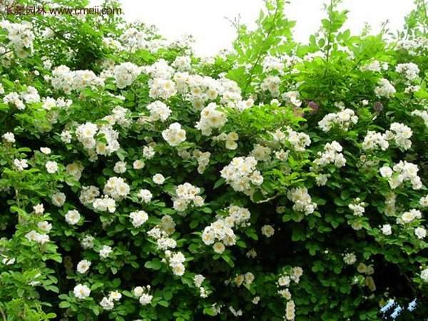 “顏值爆表”爬藤薔薇，看的心都醉了