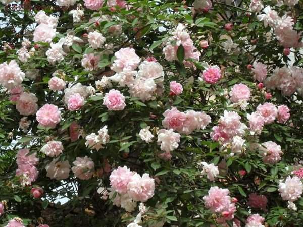 “顏值爆表”爬藤薔薇，看的心都醉了