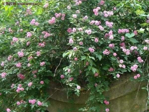 “顏值爆表”爬藤薔薇，看的心都醉了