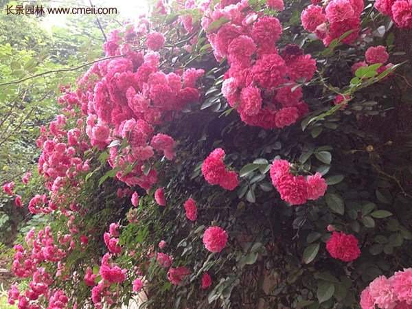 “顏值爆表”爬藤薔薇，看的心都醉了