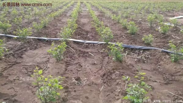 沭陽紅葉衛(wèi)矛 沭陽紅葉衛(wèi)矛