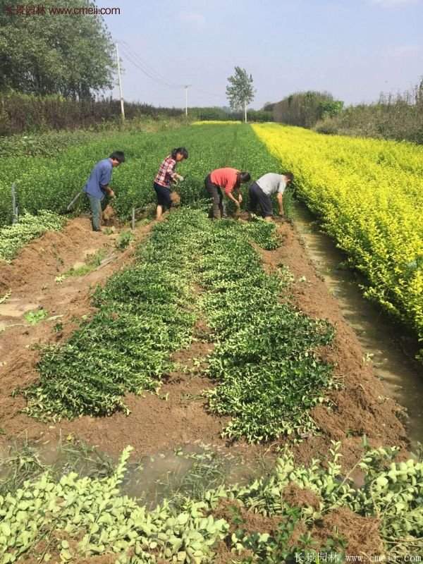 沭陽衛矛球現場圖片 沭陽衛矛球現場圖片