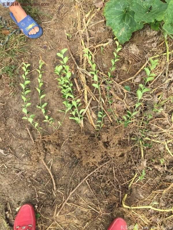 沭陽衛矛球現場圖片 沭陽衛矛球現場圖片