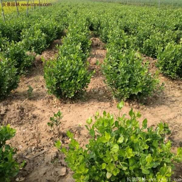 沭陽衛矛球現場圖片 沭陽衛矛球現場圖片