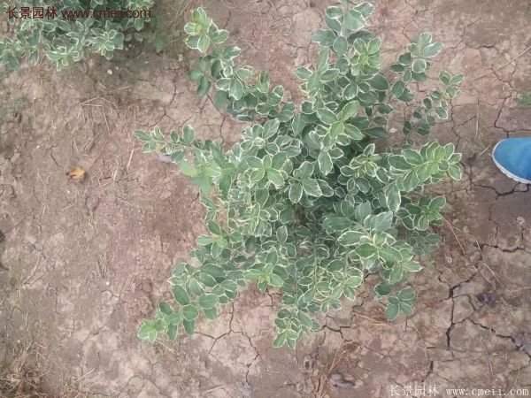 沭陽金邊黃楊基地 沭陽金邊黃楊基地