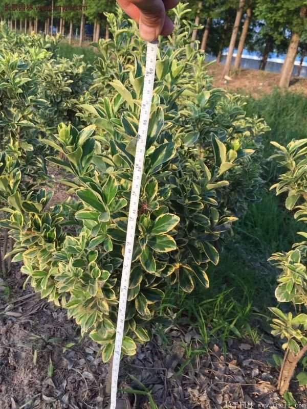 沭陽金邊黃楊規格