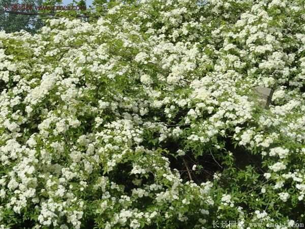 便宜的多花薔薇去哪買?