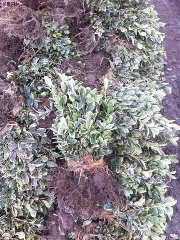 沭陽金邊黃楊價格 沭陽金邊黃楊價格