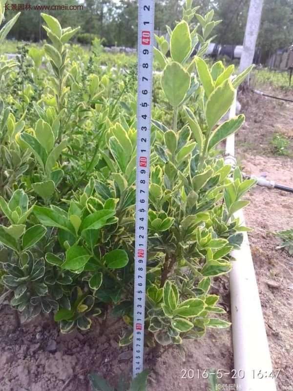 沭陽金邊黃楊的苗價(jià) 沭陽金邊黃楊的苗價(jià)