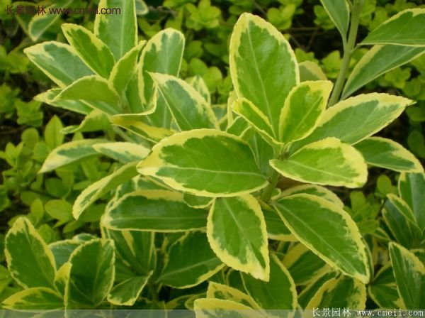 沭陽金邊黃楊的苗價(jià) 沭陽金邊黃楊的苗價(jià)