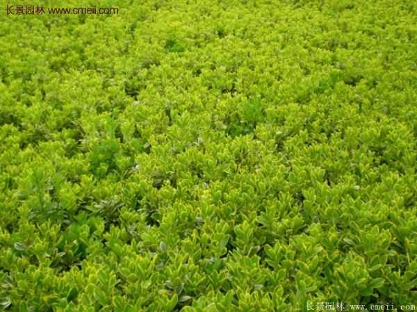 沭陽金邊黃楊的苗價(jià) 沭陽金邊黃楊的苗價(jià)