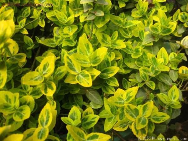 沭陽金邊黃楊的苗價(jià) 沭陽金邊黃楊的苗價(jià)