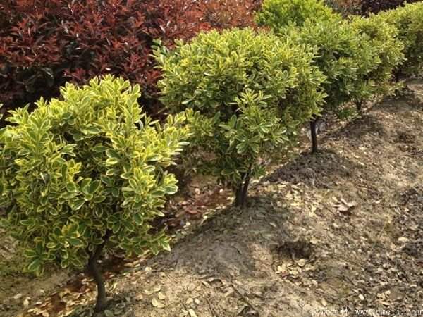 沭陽金邊黃楊的苗價(jià) 沭陽金邊黃楊的苗價(jià)