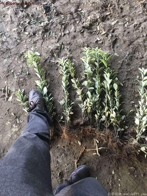 沭陽金邊黃楊 沭陽金邊黃楊