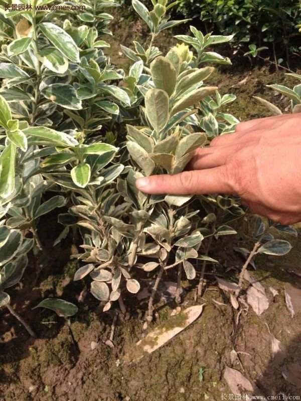 沭陽金邊黃楊 沭陽金邊黃楊