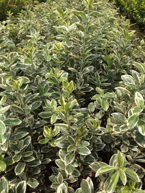 沭陽金邊黃楊 沭陽金邊黃楊