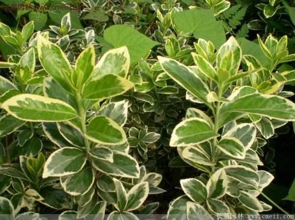 沭陽(yáng)金邊黃楊 沭陽(yáng)金邊黃楊