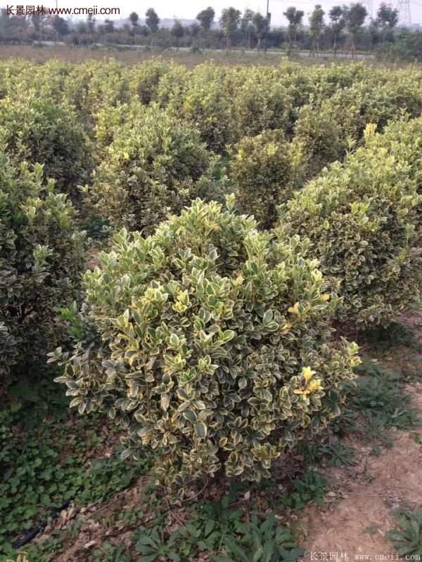 沭陽(yáng)金邊黃楊 沭陽(yáng)金邊黃楊