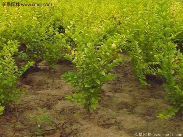 沭陽金葉女貞基地 沭陽金葉女貞基地