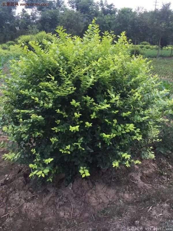 沭陽金葉女貞基地 沭陽金葉女貞基地