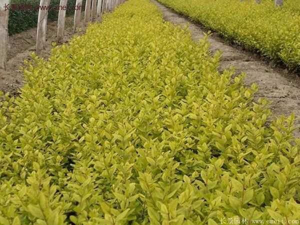 選購(gòu)金葉女貞苗 選購(gòu)金葉女貞苗