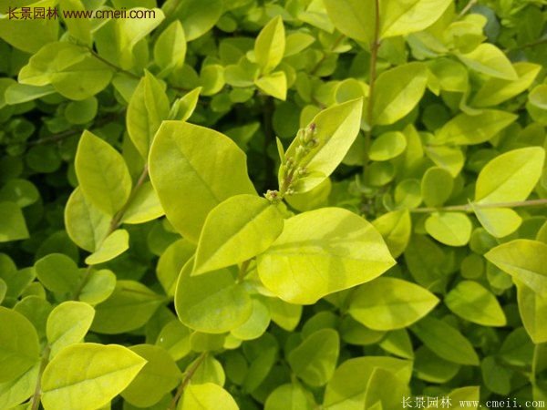 選購(gòu)金葉女貞苗 選購(gòu)金葉女貞苗